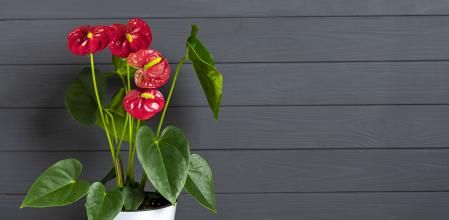 Un ejemplar de anturio en una maceta blanca