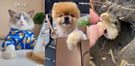 Estos son los animales más ricos de TikTok gracias a las fortunas que ganan por publicación
