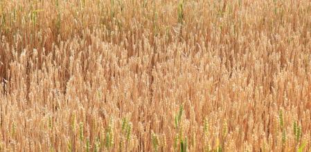 Reto visual: ¿Puedes ver a la libélula?