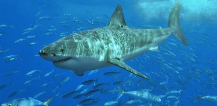 Las hembras de tiburón blanco (en la imagen) alcanzan los 6,4 metros de largo; mientras que el megalodón podía tener hasta 20 metros .