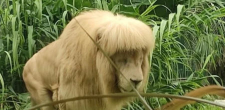 Hang Hang y las consecuencias de la ola de calor