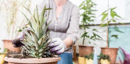 Una mujer planta una piña en una maceta