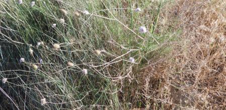 Reto visual: ¿Dónde está la avispa?