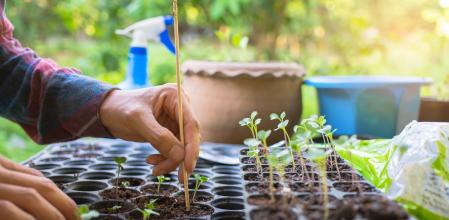 Un hombre preparando verduras en un semillero