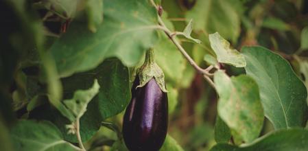 Berenjena