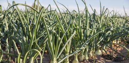 Plantación de cebollas