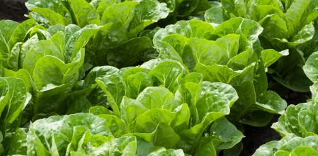 Lechugas