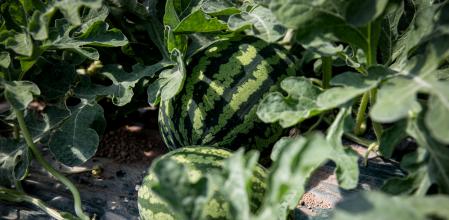 Plantación de melones