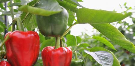 Pimientos rojos