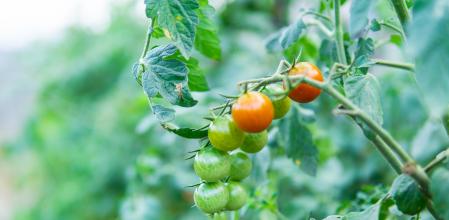 Racimo de tomates Cherry