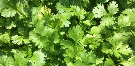 Cilantro