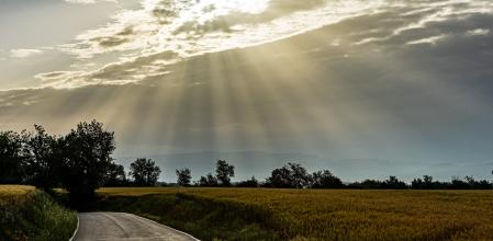 Rayos crepusculares al amanecer sobre los campos de trigo de Gurb.