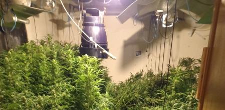 Plantación de marihuana encontrada en Agullana