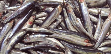 Anchoas europeas (Engraulis encrasicolus)