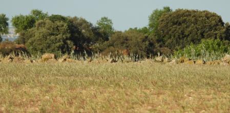 Reto visual: ¿Eres capaz de ver al alcaraván común?