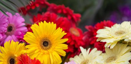 Flores de Gerbera