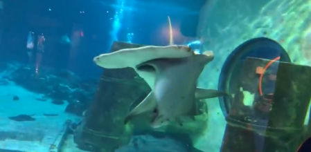 Unos niños emocionados con su visita al acuario acaban traumatizados tras la experiencia