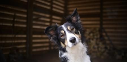 Border Collie inclinando la cabeza