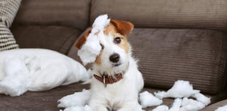 Perro después de haber mordido una almohada