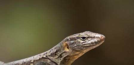 Lagarto de Gran Canaria, Gallotia stehlini