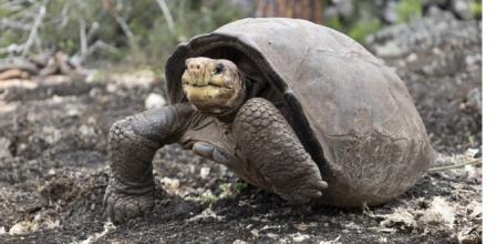 El ejemplar conocido como Fernanda fue descubierto en isla Fernandina en 2019 .