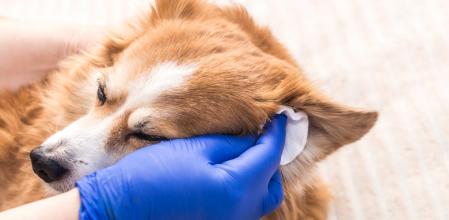 Limpieza de orejas de un perro