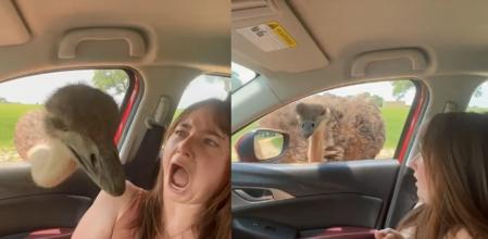 La desternillante reacción viral de una joven cuando un avestruz entra en su coche