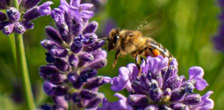 Lavanda.
