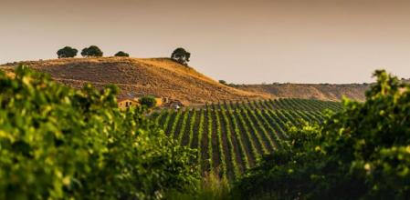 Visita algunas de las mejores bodegas de España y disfruta de espectaculares catas a un gran precio con el Club Vanguardia