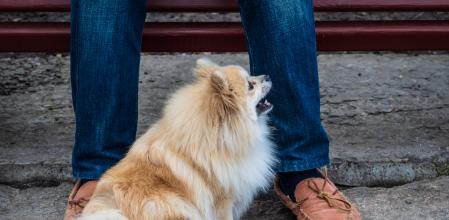 Los perros pueden sufrir ansiedad por separación