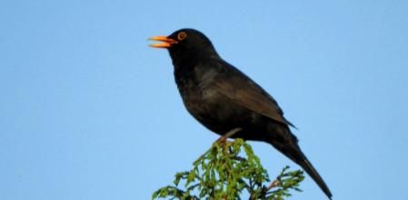 Mirlo cantando encima de uno de los árboles del monasterio de Pedralbes.