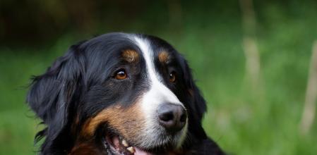 Perro de montaña Bernese