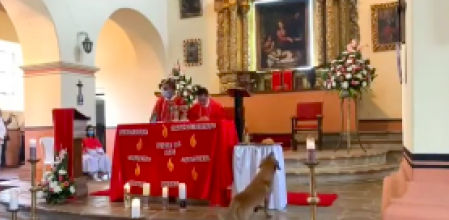 El perro se acerca al altar durante la misa