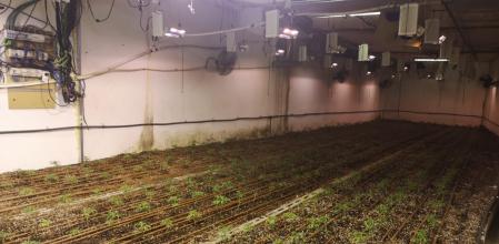 Cultivo encontrado en el edificio de Lliçà de Munt