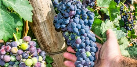 La Ribera del Duero es una de las zonas vitivinícolas más renombradas del mundo