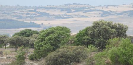 Reto visual: ¿Dónde está el águila?