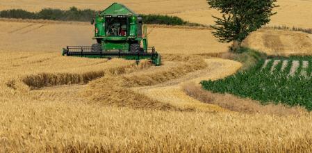 Cosechando trigo en Gurb.
