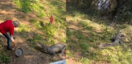 El inquietante vídeo de un hombre enfrentándose a un cocodrilo con una sartén de cocina