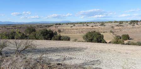 Reto visual: ¿Dónde está el conejo?