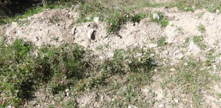 Reto visual: ¿Dónde está la mariposa?