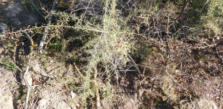 Reto visual: ¿Dónde está el saltamontes?