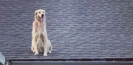 Huckleberry encima del tejado