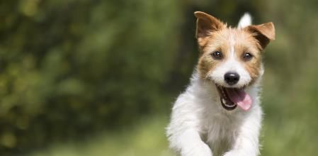 Perro saltando en la hierba