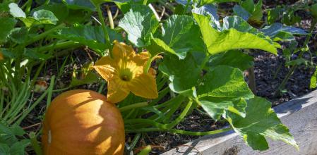 Planta de la calabaza