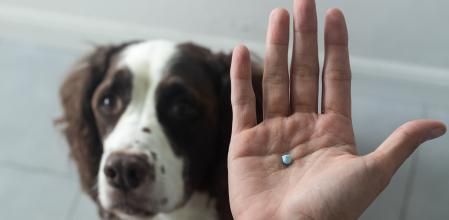Medicina para perros