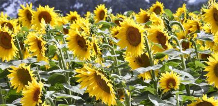 Girasoles en Albons.