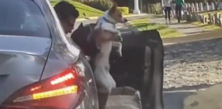 Pillan a un hombre abandonando a su perro en la calle y lo persiguen para increparle: “¿Por qué haces esto?”