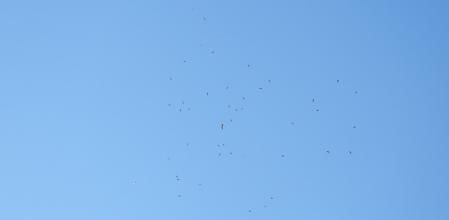 Reto visual: ¿Dónde está la cigüeña?