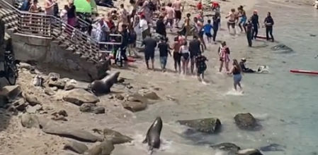 Los animales empezaron a perseguir a los bañistas