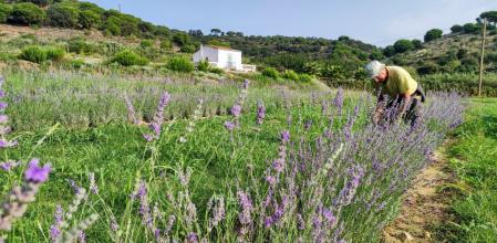 Toni Ruscalleda, en el campo de lavanda de Sant Pol de Mar.